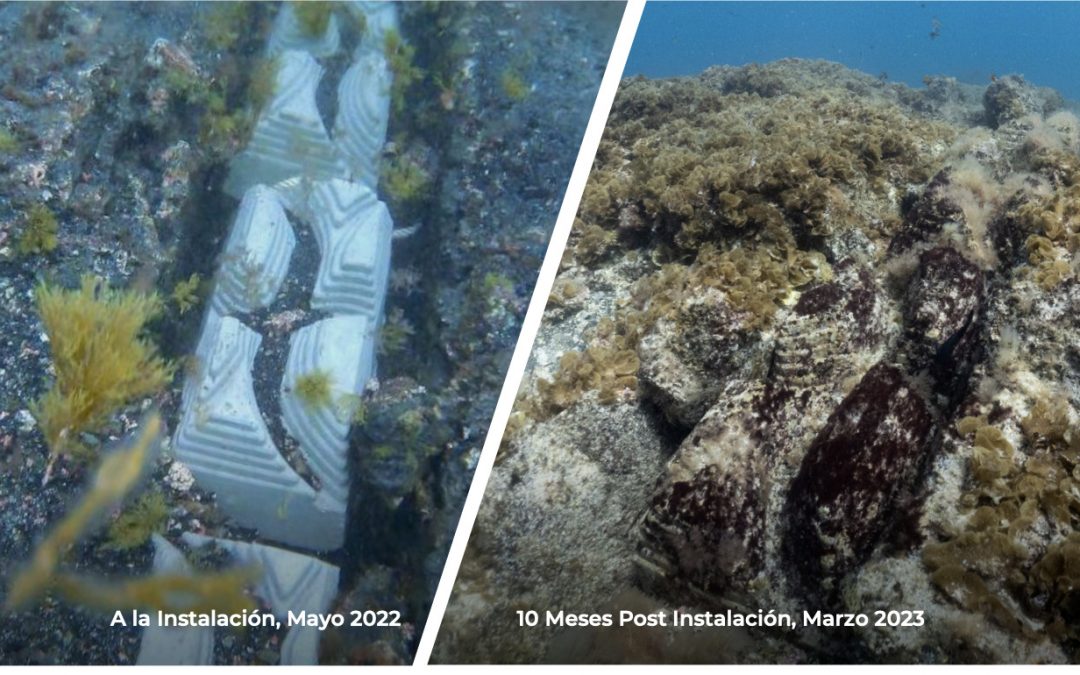 El cable eléctrico submarino entre Lanzarote y Fuerteventura mejora la biodiversidad marina gracias a una innovadora tecnología de hormigón ecológico